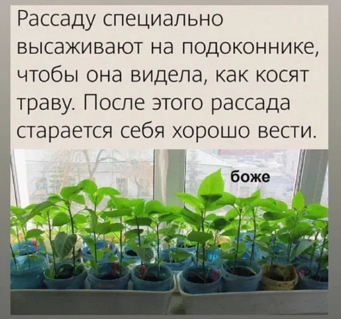 Рассада боится косить траву