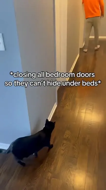 Cats Realize They’re Going to the Vet