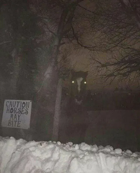 Caution Horses May Bite