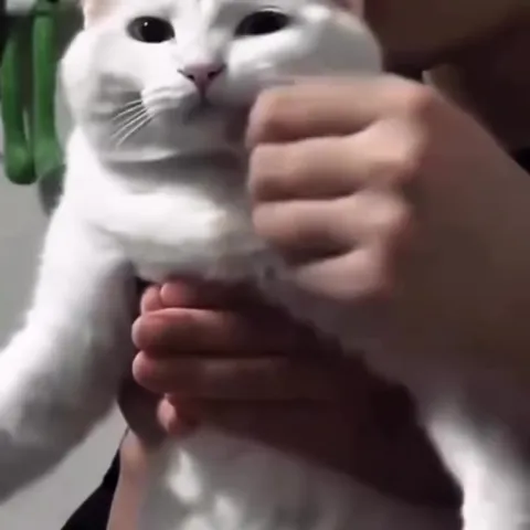 Кот всё понял