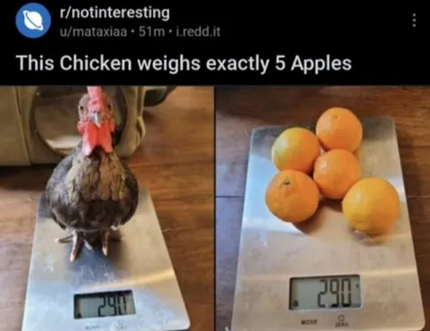 Chicken Weighs Five Apples