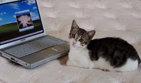 Кот рядом с ноутбуком