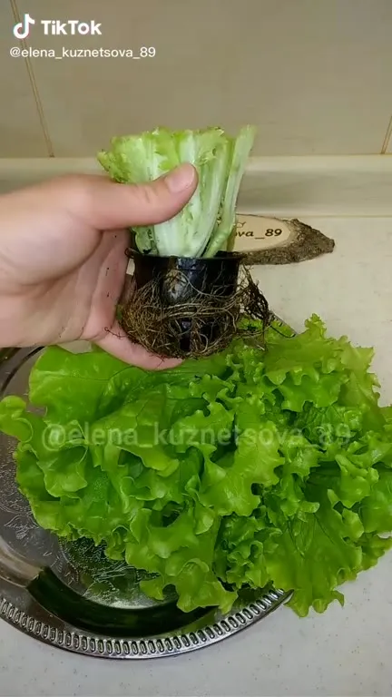 Салат снова вырос
