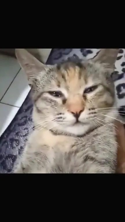 Кот и глаза в коробке