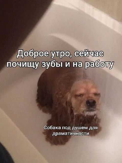 Собака под душем перед работой