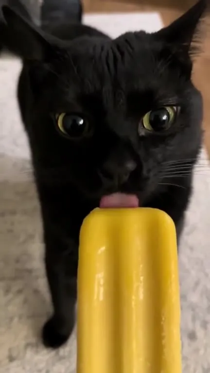 Чёрный кот облизывает жёлтый лёд