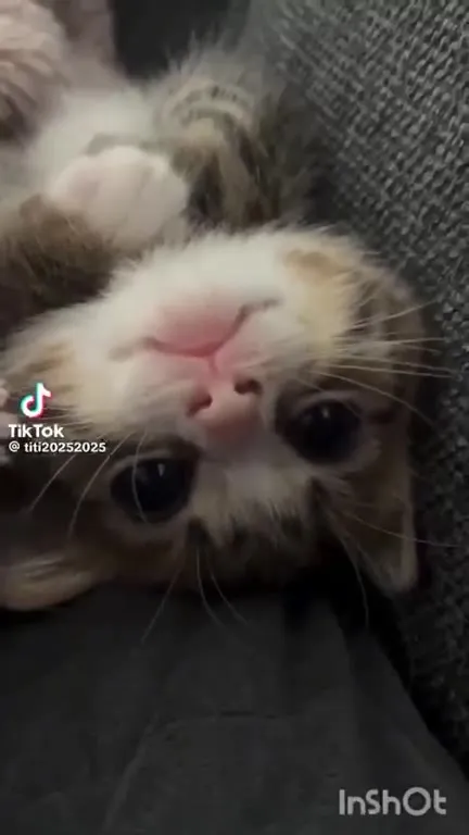 Котик лежит вверх лапками