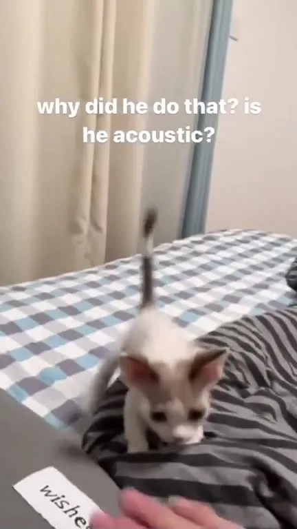 Acoustic Kitten Runs Away