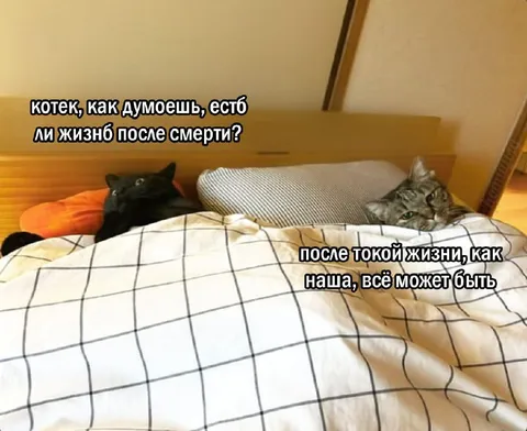 Котики рассуждают о жизни после смерти