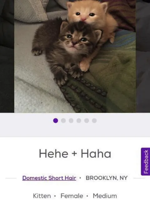 Hehe and Haha Kittens