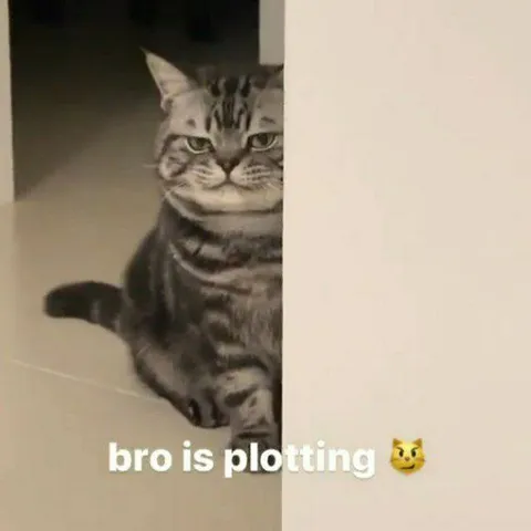 Bro Is Plotting Cat