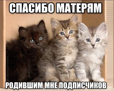 Спасибо матерям, родившим подписчиков