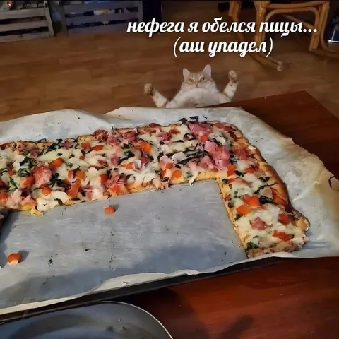 Кот объелся пиццы