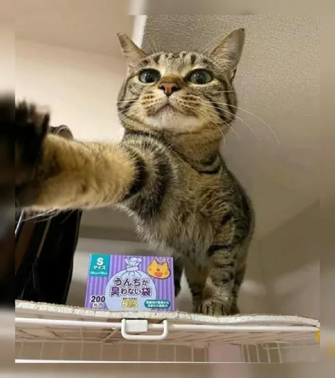 うんちが臭わない袋を持つ猫