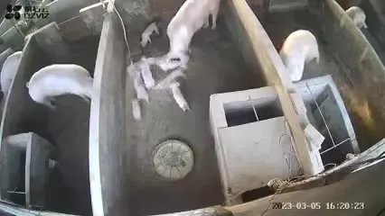 Свинья устроила переполох