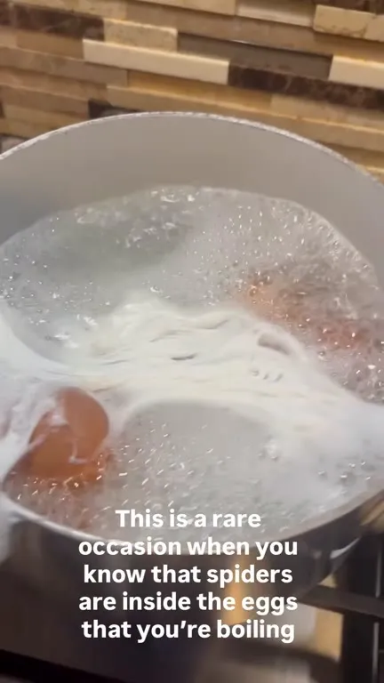 Spiders Inside Boiling Eggs