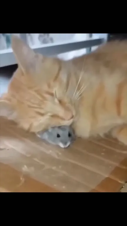 Кот спит на мышке