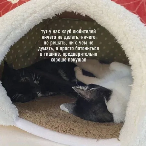 Клуб любителей батониться
