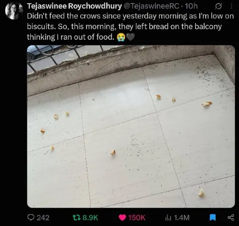 Crows Leave Bread for Hungry Feeder