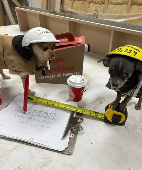 Chiens ouvriers en pause café