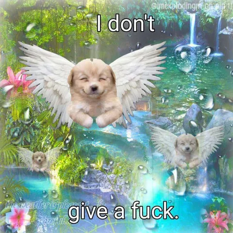 Angel Puppy Doesn't Care