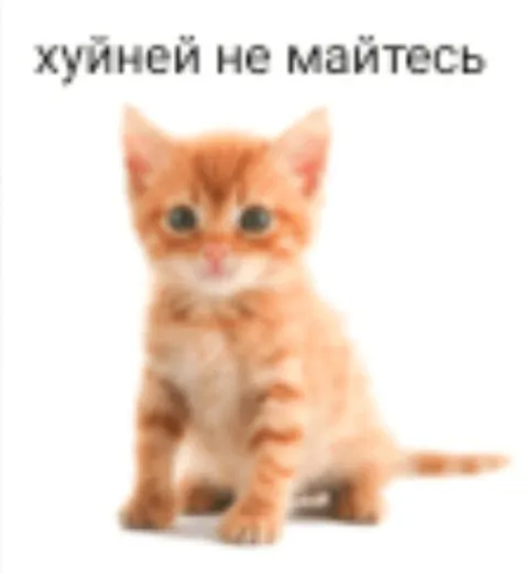 Хуй ней не майтесь котёнок