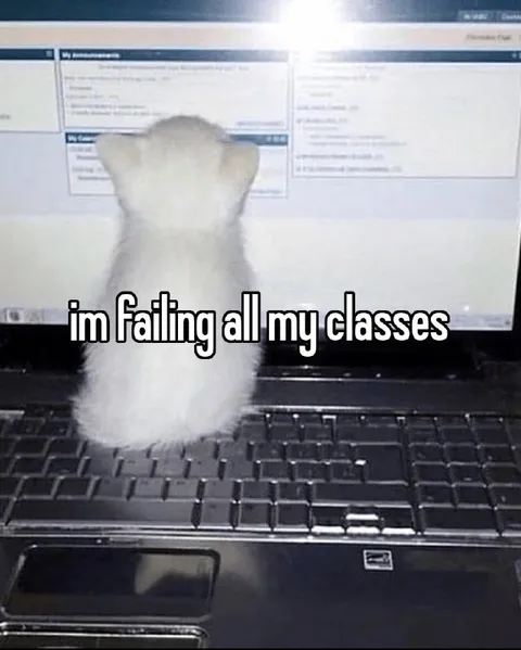 Cat Failing All Classes
