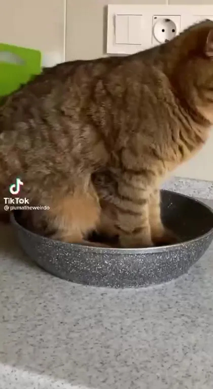 Cat Gets Burned by the Pan