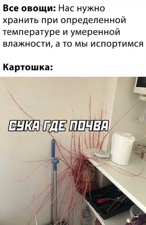 Картошка ищет почву