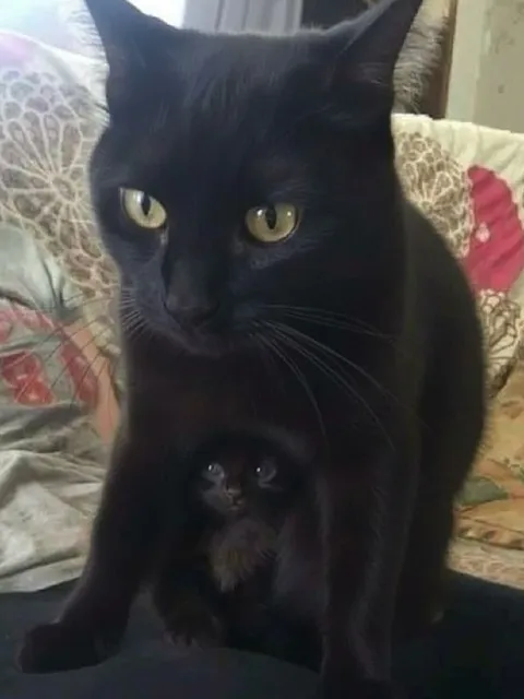 Чёрная кошка защищает котёнка
