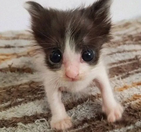 Маленький грустный котёнок