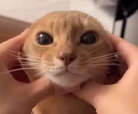 Кот с большими глазами