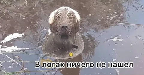 Пёс ничего не нашёл