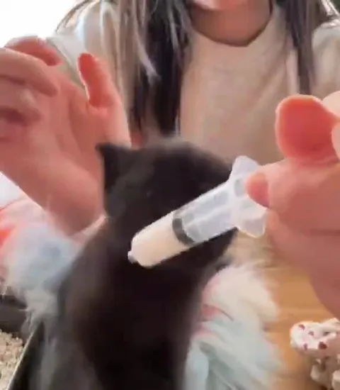 Котёнок яростно пьёт из шприца