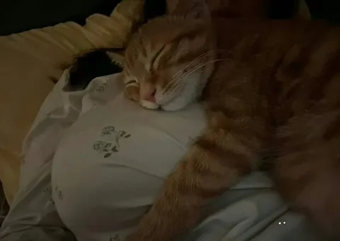 Кот уснул в обнимку