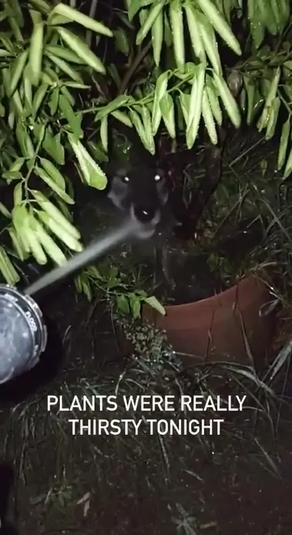 Thirsty Plants Get Watered
