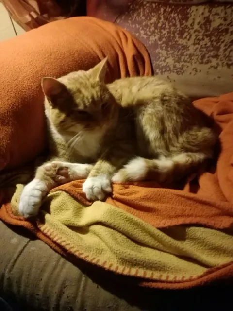 Уставший кот на пледе