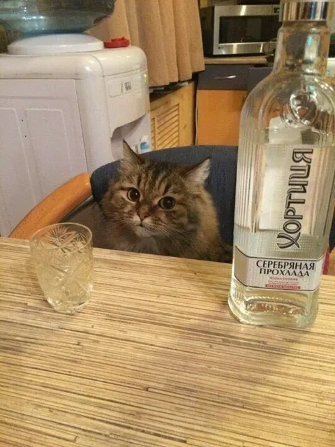 Кот смотрит на водку