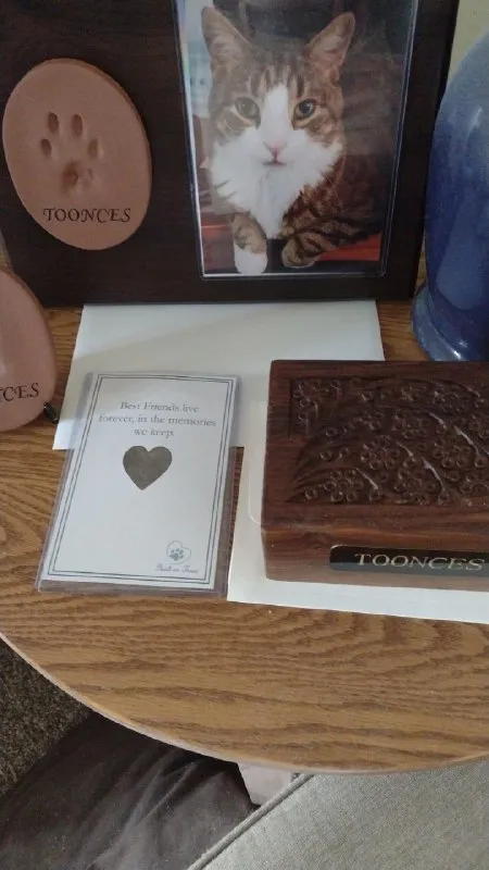 Toonces Cat Memorial