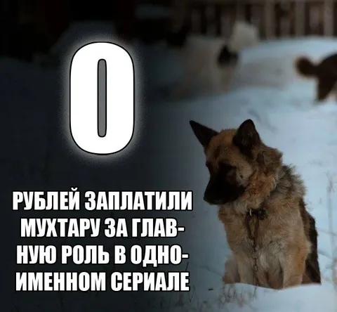Сколько заплатили Мухтару