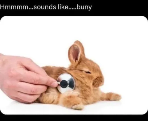 Sounds Like Bunny