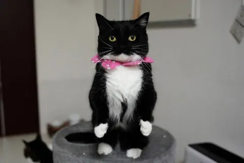 Кот стоит на задних лапах