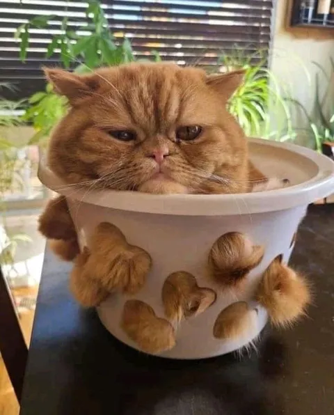 Кот в цветочном горшке