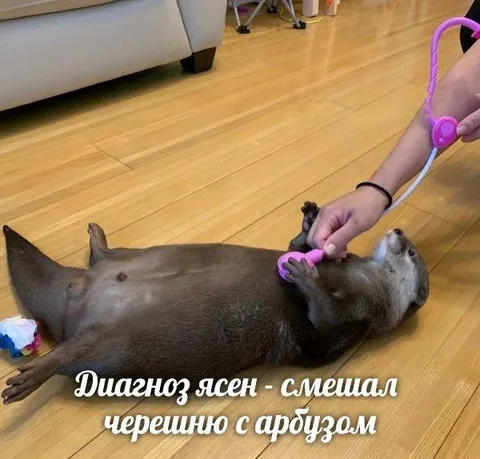 Смешал черешню с арбузом