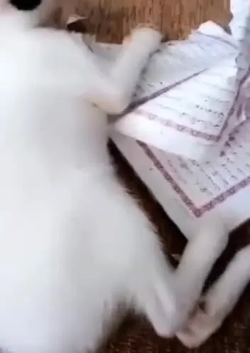 Кот лежит на священной книге