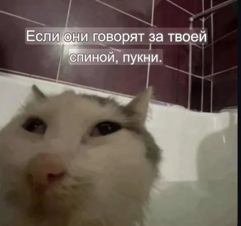 Кот, который всё слышит