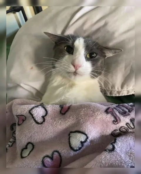 Кот под одеялом
