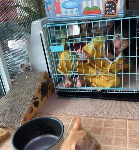 Have a Nice Day Cat Cage