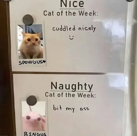 Nice and Naughty Cats of the Week