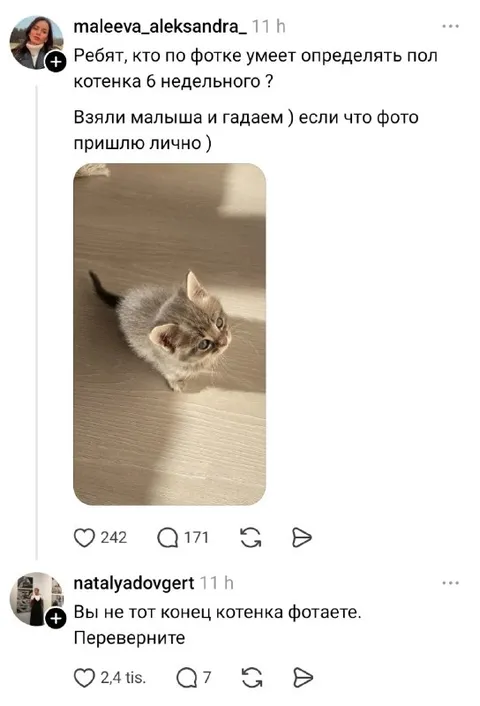 Не тот конец котенка